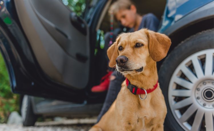 Top Tips for Keeping Pets Safe During a Disaster